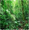 Rainforest Landscape Shower Curtains Green Leaves Plant Tree Original Forest Scenery Outdoor Nature View Bathroom Decor
