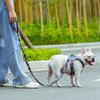 Truelove Blumen-Leine Neopren-gepolsterter Griff Zusätzliche Verkehrskontrolle Hund und Katze Stark genug und einfach zu bedienen Reise TLL3112