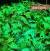 Glow-in-the-Dark Soft Rubber Dinosaur Toy for Kids