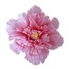 Peony Flower Flower Head Diameter Space Image Website