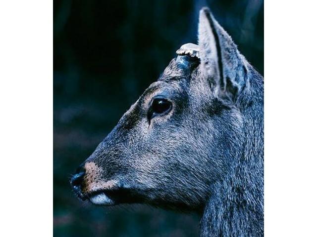 

[CD] The Book About My Idle Plot On A Vague Anxiety Reissue toe XQIF-1005 NEW