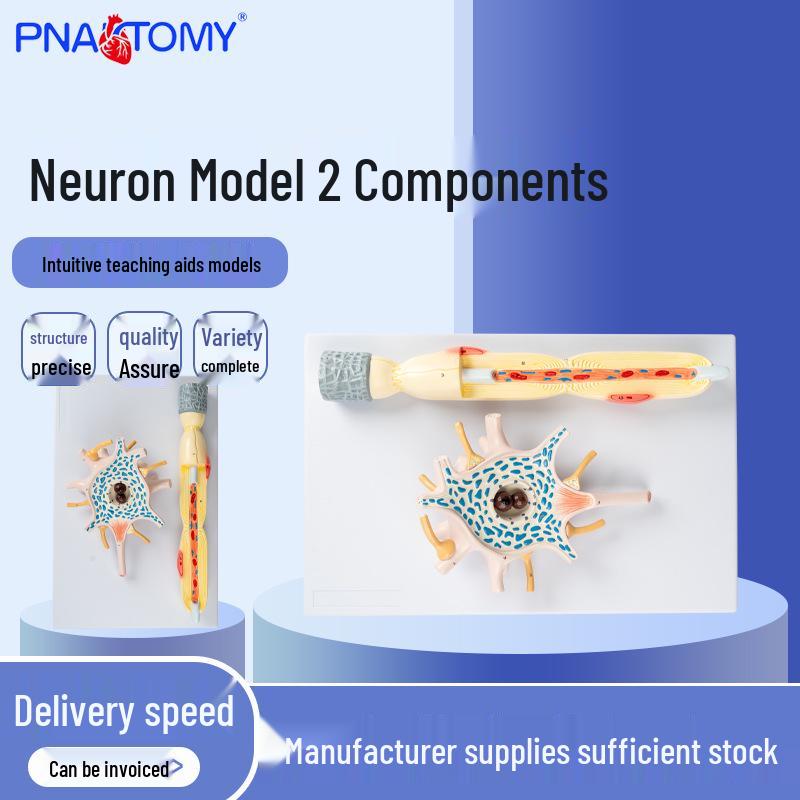 Neuron Model: Magnified Neuron Cell Body & Nerve Fiber Structure 40x26x13 cm