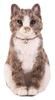 Felted Wool Kit: Needle Felting Hair Implantation Lesson Kit - Tabby Cat (Approx. 16cm Tall) - Includes QR Code for Video Tutorial On Hair Im