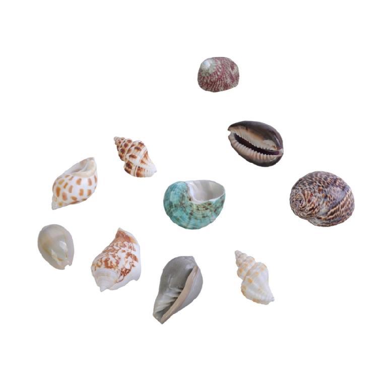 Floating Seashells Display Box Large-capacity Seashells Decorative Storage Box for Home and Beach Decoration