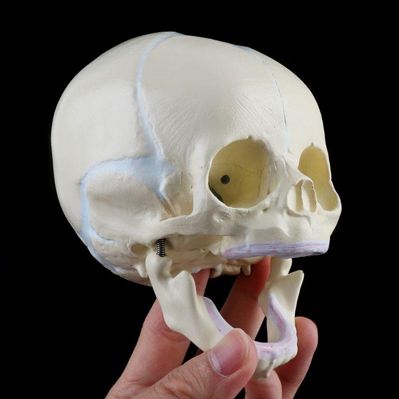 W89C Baby Head Anatomy Model Life Size Baby Head Skeleton Model for Diseases Study белый