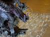 [USED] First Edition Monster Hunter 4 Gore Magara Creator's Model