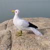 Realistic Bird Decoration Polyethylene Feathered Figurine for Christmas Party and Halloween Home Decor