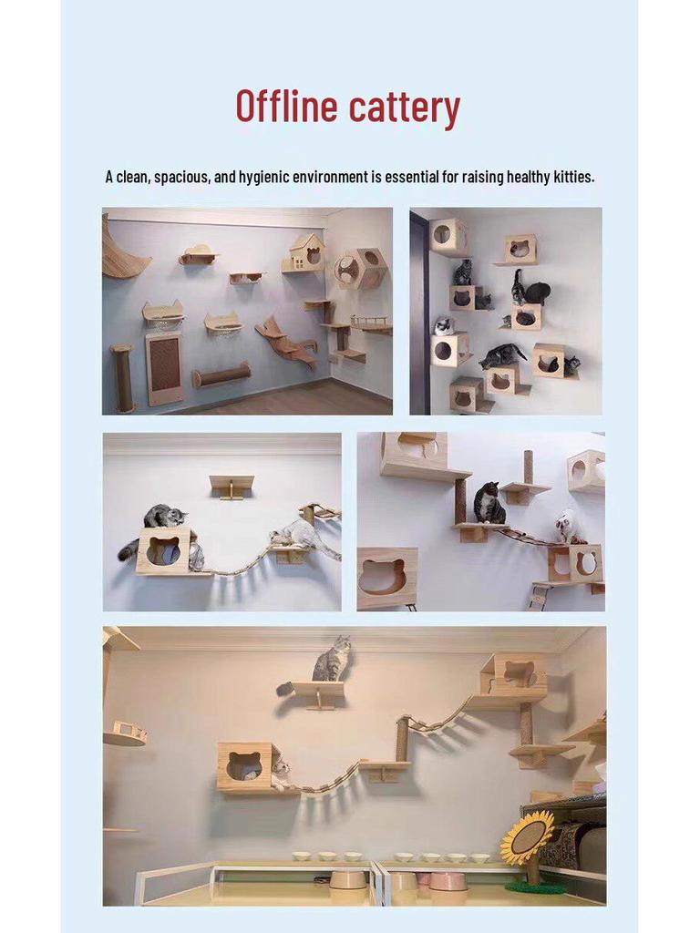 Blue & White British Shorthair Kitten - Purebred Short-legged Cat