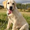 Hundeleine Edelstahl Kurze Hundeleinen Kausichere Leinen für Große Hunde Gehen Zugseil Nylon Hunde Kette Haustierprodukte