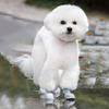 Soft Rubber Waterproof & Dirt-Resistant Dog Boots Non-slip Pet Cat Small Dog Rain Shoes for Rain Day Outdoor Walking Pet Product