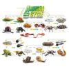 25 Piece Realistic Insect Growth Cycle Card Set Featuring Worm Ladybug Dragonfly Frog Snail Models