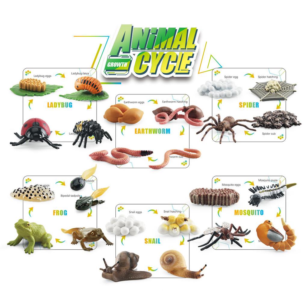 25 Piece Realistic Insect Growth Cycle Card Set Featuring Worm Ladybug Dragonfly Frog Snail Models