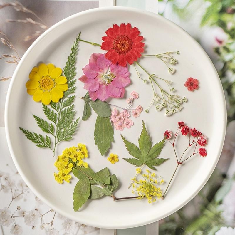 Colorful Real Dry Herbs Set Assorted Dried Flower Bundle Pressed Flower for Creative Scrapbook and Decors