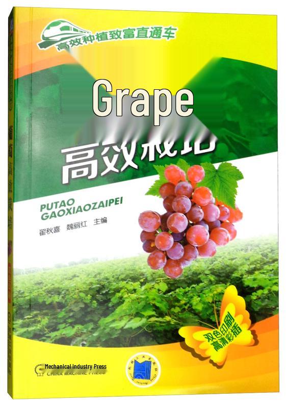 Efficient Grape Cultivation Guide