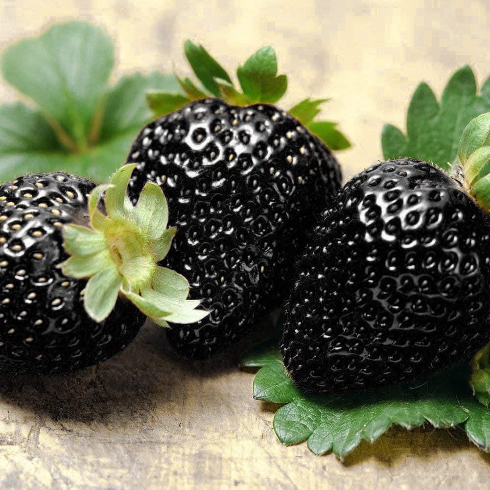 50 Σπόροι Φράουλας ΜΑΥΡΗΣ - BLACK STRAWBERRY "Φρέσκοι και Βιολογικοί Σπόροι"
