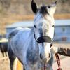 Durability Metal Eye Hook Horse Headgear For Secure Cycling And Training With Rustproofed Stable Bridle Hardware