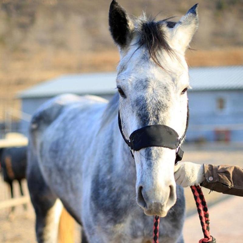 Durability Metal Eye Hook Horse Headgear For Secure Cycling And Training With Rustproofed Stable Bridle Hardware