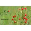 Herbal Tea Mohuang Green Tea Natural Muhuang Tea Raw Mo Huang Herb Tea 250g