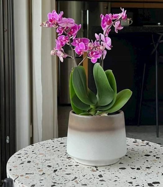 Donica ceramiczna okrągła nieszkliwiona 15 cm matowa 1 szt.