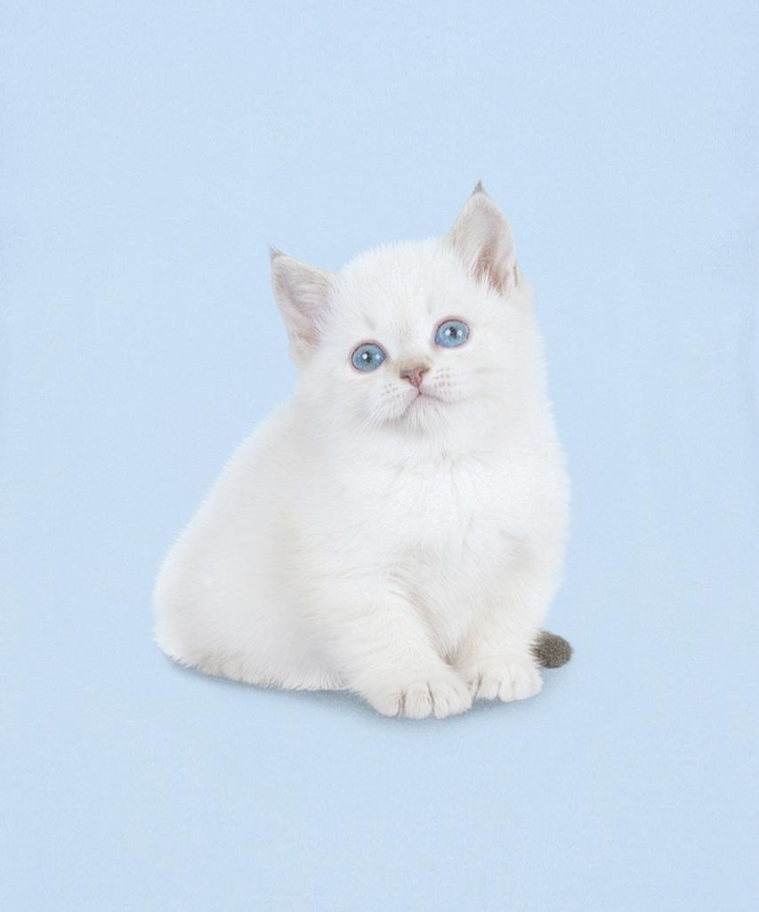 LAUGHER Neko T-Shirt - Sky Blue