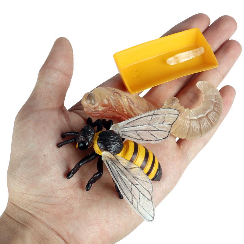 Montessori Cognitive Models: Sea Turtle, Hen, Frog, Snail, Butterfly, Bee Growth Cycle Toys