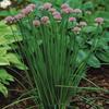 250 Broadleaf Chives Seeds - SemiWild Permaculture