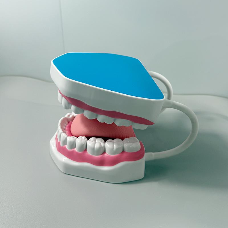 Прозора Знімна Повна Модель Щелепи з М'якими Яснами та Зубами для Підготовки до Імплантації