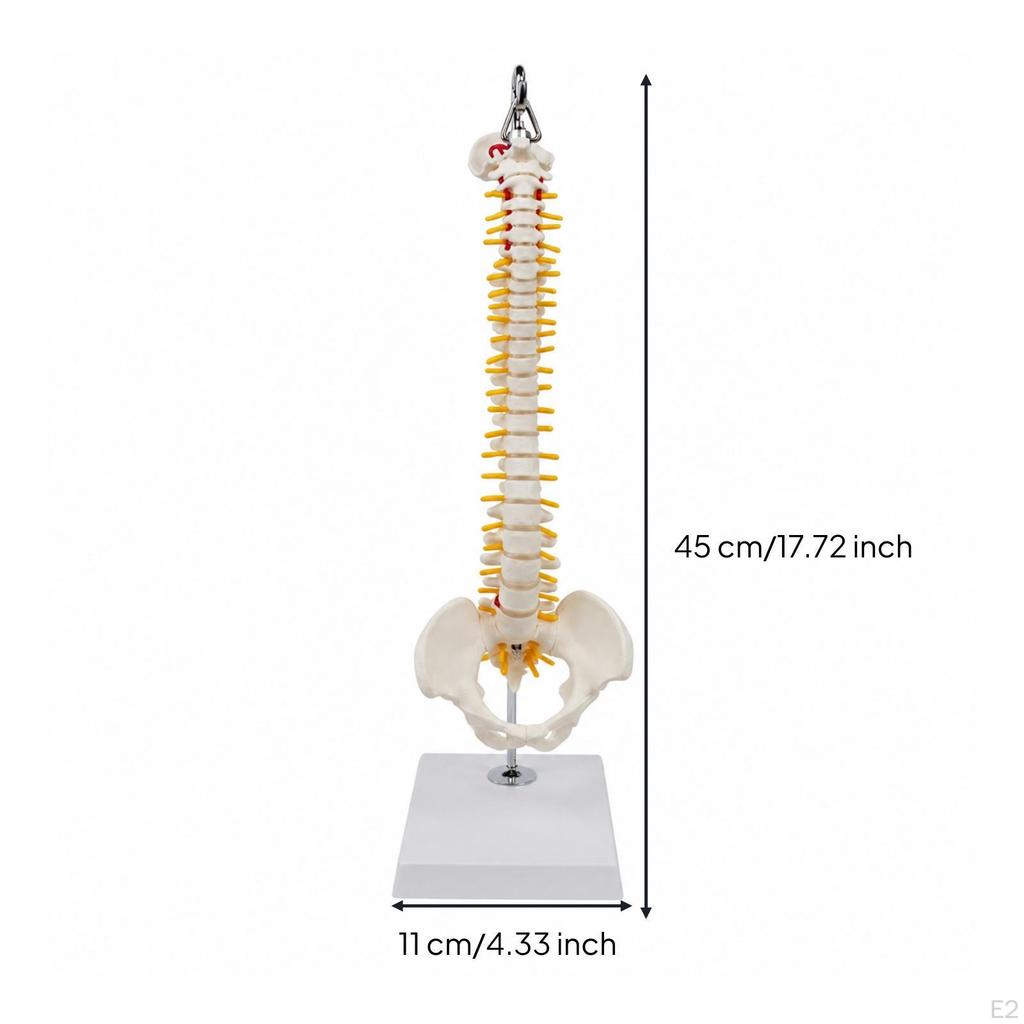 Human Spine Model with Base | PVC Construction, Anatomically Accurate, Skeletal