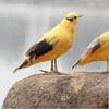 Outdoor Art Decor Garden Bird Model Artificial Feathered Ornament