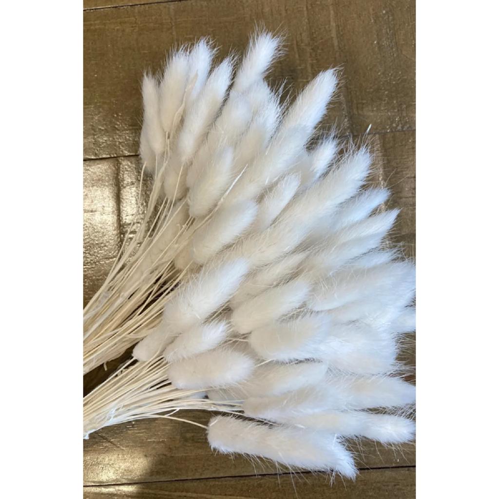 Erba di cotone essiccata naturale, coda di coniglio, composizione di bouquet da sposa, fiori Lagurus, 30 rami