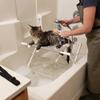 Mesh Pet Bathing Rack Quick Dry Dog Nail Trimming Holder Cat Grooming Hammock  for Pet Shop