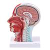 1:1 Human Brain Section with Superficial Nerves & Blood Vessels for Pharynx & Neck Teaching