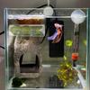 Q1FD Green Artificial 3D Print with Suction Cup for Terrarium Hideouts Home Decors