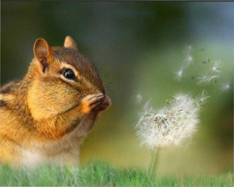 Úplný vrták Diamantový obraz Primitivní náboženský vůdce Ručně vyrobený dárek Diamantové vyšívání Plameňáci Zvířecí křížkový steh Diamantová mozaika Domácí dekorace