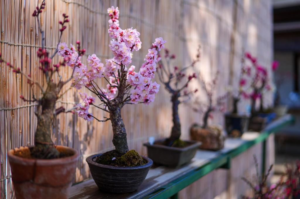 7artisans AF 50mm Prime Large Black L-Mount F/1.8 Lens, Full-Frame, Aperture, (2-Year Warranty)