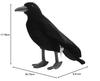 HANSA BH 6266 HANSA Crow 31