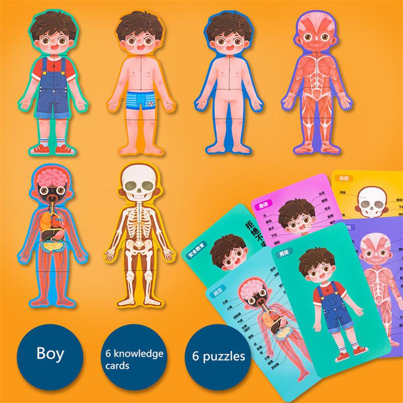 High-Quality Human High-Quality Body High-Quality Structure High-Quality Bone High-Quality Cognitive High-Quality Puzzle High-Quality Wooden Play
