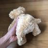[USED] Teddy Bear, Teddy Bear, Stuffed Toy