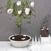 1pc Plastic Plant Root Aeration Cone Anti-Root Rot Breathable Plant Watering Device Flower Pot Ventilation Cone Flower Pots