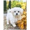 1 Stück 11,8 x 15,7 Zoll 5D-Diamantgemälde zum Selbermachen, schöner Hund, für Erwachsene und Kinder, Sticksets, komplette Strasssteine, handgefertigte Heimdekorationsgeschenke