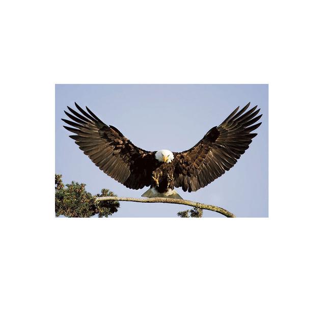 Eagle Painting Canvas Posters and Prints Wall Art Pictures for Living Room Bird Animal Home Decor Decorative Cuadros No Frame