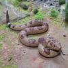 Children's Soft Rubber Educational Snake Toy Model