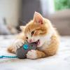 Kedi – Kedi Oyuncakları