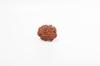 Natural 13 Mukhi Rudraksha Bead – Nepali Origin | Bead for Love, Power, Fulfillment, Prosperity, Desire & Manifestation | Organic & Lab Certified