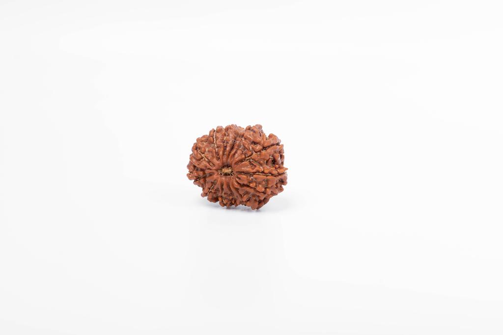 Natural 13 Mukhi Rudraksha Bead – Nepali Origin | Bead for Love, Power, Fulfillment, Prosperity, Desire & Manifestation | Organic & Lab Certified