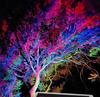 LED Rainbow Tree Lighting Outdoor Waterproof Cultural Lighting Project Colorful Floodlights Garden Greening Landscape Spotlights