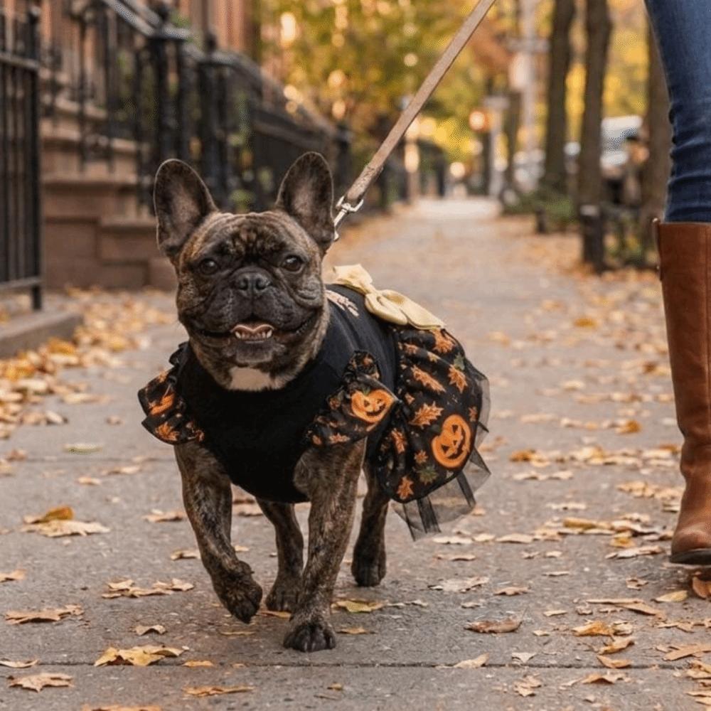 Pumpkin Print Pet Wizard Dress Big Bow Decor Pet Puff Sleeve Skirt Halloween Party