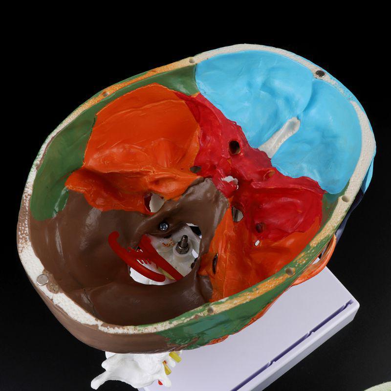 1 Stück menschliches Skelett Anatomisches Modell mit farbigen Knochen Halswirbel Skulptur Medizinische Versorgung