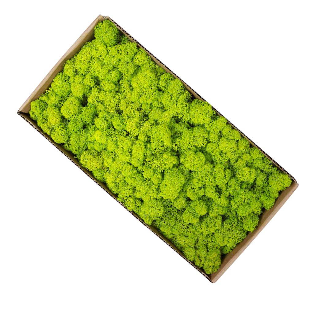 Preserved Moss Gardenning Art Wall Decor Moss Bulk Micro Landscape Decorative Props