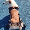 Pet Wheelchair: Rehabilitation Walking Aid & Booster Scooter for Dogs